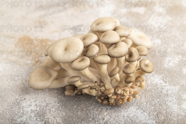 Raw Oyster mushroom, Pleurotus ostreatus on brown concrete background. Side view, close up,