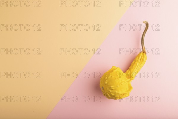 Decorative orange Pumpkin on pink and orange pastel paper background, top view, flat lay, copy