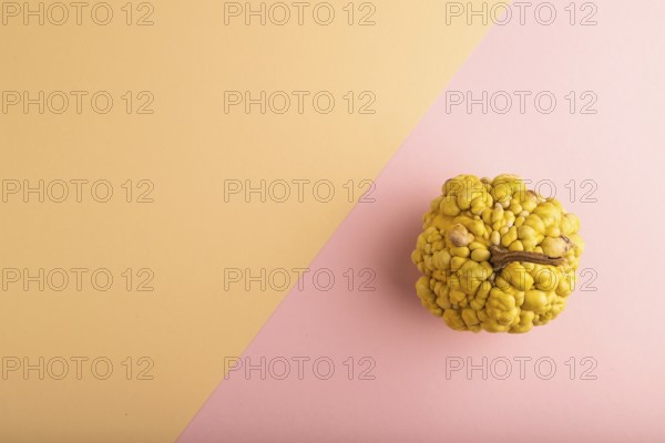 Decorative orange Pumpkin with tumors on pink and orange pastel paper background, top view, flat
