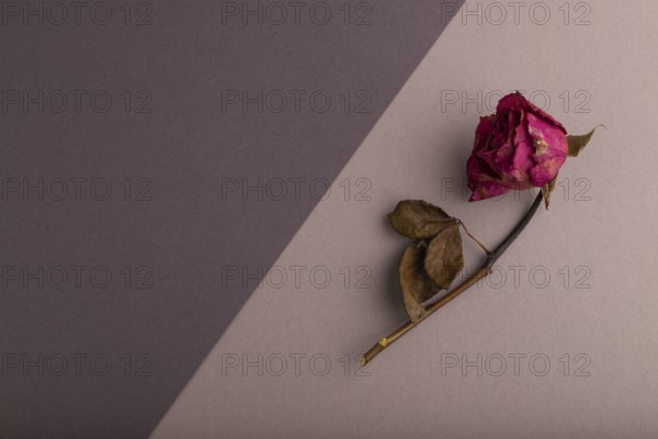 Withered dried pink Rose on beige and gray pastel paper background, top view, flat lay, copy space,