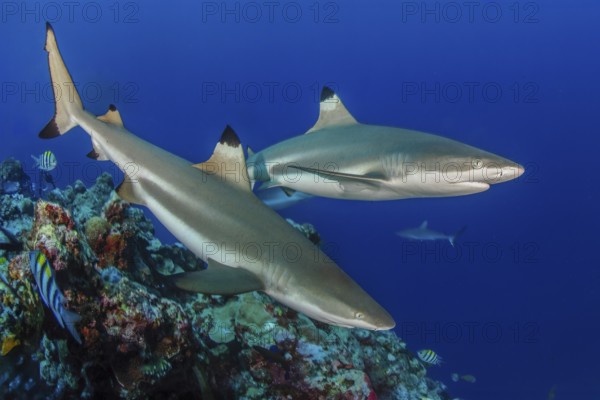 Underwater photo of two specimens of blacktip reef shark (Carcharhinus melanopterus) blacktip reef