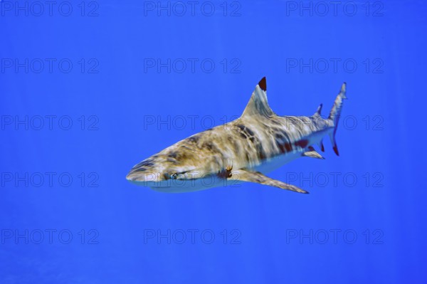 Underwater photo of blacktip reef shark (Carcharhinus melanopterus) Blacktip reef shark Reef shark