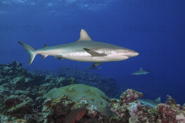 Underwater photo of Large female Grey reef shark (Carcharhinus amblyrhynchos) swimming through blue