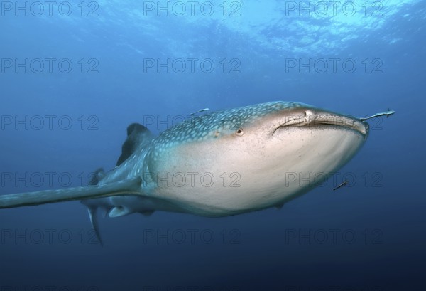 Underwater photo of large plankton-eating whale shark (Rhincodon typus) Plankton-eater swimming