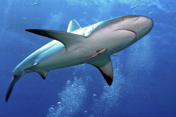 Underwater photo of large Caribbean Reef Shark (Carcharhinus perezi) swimming through air bubbles