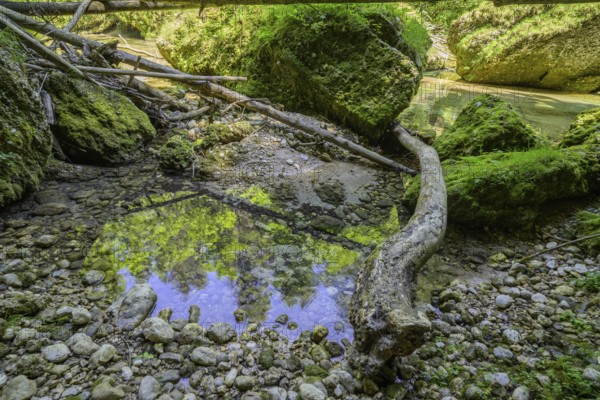 Krummer Baumstamm und bemooste Steine, Wanderung entlang der Krummen Steyrling, Molln,