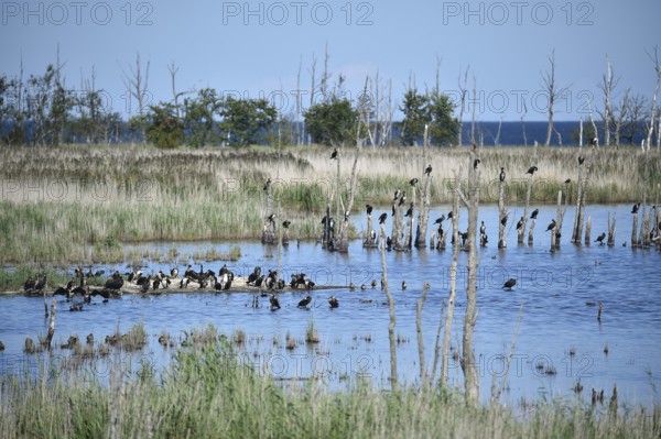 Kormorane, (Phalacrocorax carbo) in den Wasserläufen und Salzwiesen auf dem Darß, nahe der Ostsee,