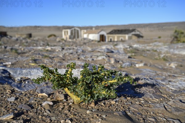 Buschmannkerze (Sarcocaulon mossamedense), Grillenthal, Diamentensperrgebiet, bei Lüderitz, Region