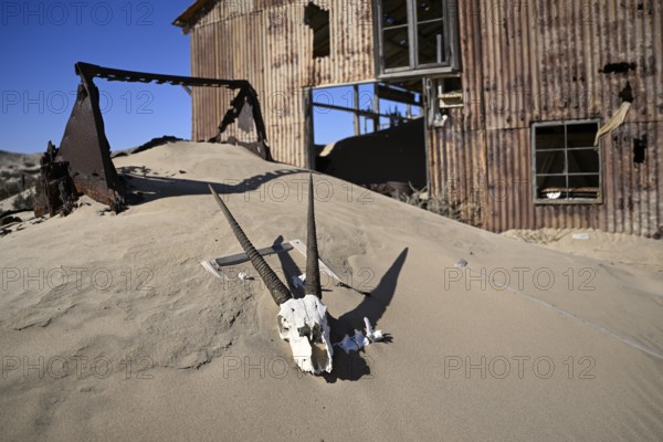 Schädel einer Oryx-Altilope (Oryx gazella) vor einer Ruine der ehemaligen Diamantenstadt Pomona,