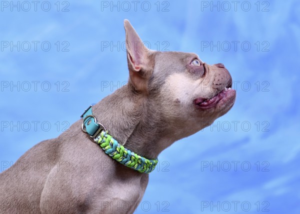New Shade Isabella colored French Bulldog dog with woven paracord collar in fonrt of blue