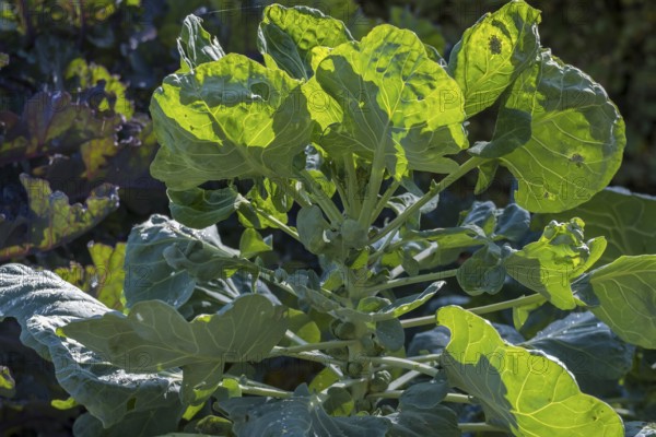 Rosenkohl (Brassica oleracea) auf einem Gemüsebeet, Münsterland, Nordrhein-Westfalen, Deutschland