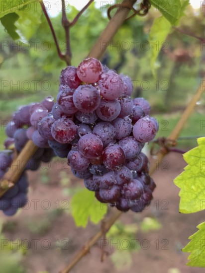 Blaue Weintrauben (Vitis sp.) am Rebstock, mit Regentropfen, Südpfalz, Pfalz, Rheinland-Pfalz,