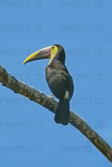 Chestnut-mandibled Toucan (Ramphastos swainsonii) perching on a tree, Corcovado National Park, Osa