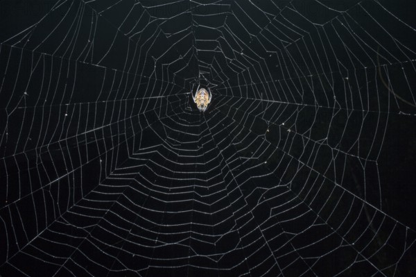 Tropical Red and Black Orb-weaving Spider (Eriophora fuliginea) weaving, Costa Rica, Central