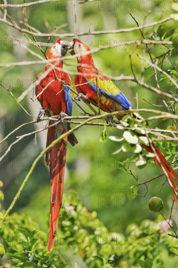 Scarlet Macaw couple (Ara macao) in an affectionate mood, Corcovado National Park, Osa Peninsula,