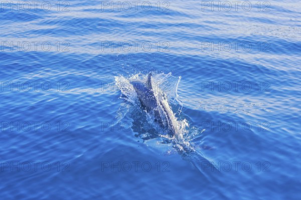 Pantropical spotted dolphin (Stenella attenuata) swimming, Drake Bay, Corcovado National Park, Osa