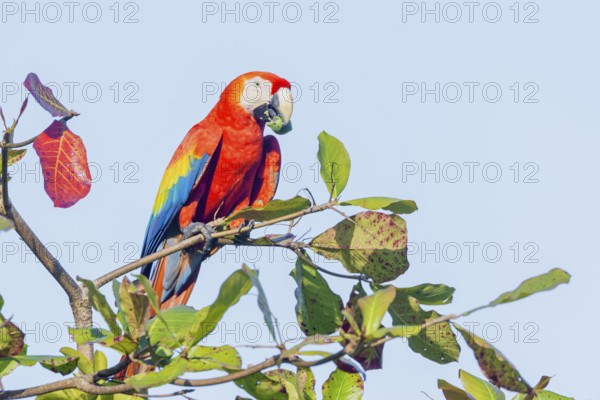 Scarlet Macaw (Ara macao) eating nut, Corcovado National Park, Osa Peninsula, Costa Rica