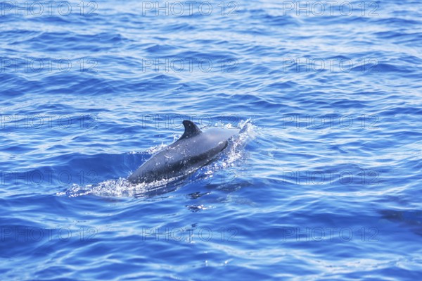 Pantropical spotted dolphin (Stenella attenuata) swimming, Drake Bay, Corcovado National Park, Osa