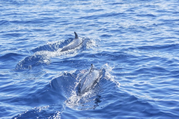 Pantropical spotted dolphins (Stenella attenuata) swimming, Drake Bay, Corcovado National Park, Osa