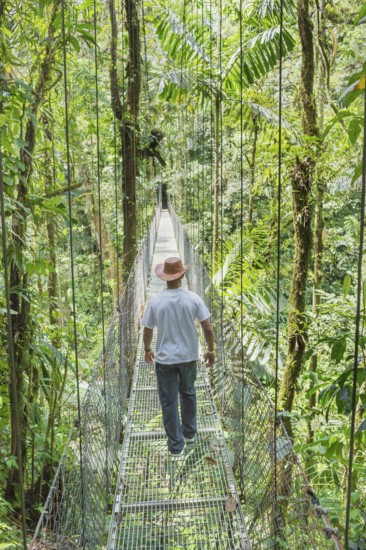 Man walkng on hanging bridge in rainforest, La Fortuna, Alajuela province, Costa Rica