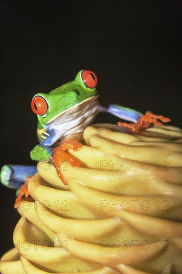 Red eyed tree frog (Agalychins callydrias) on yellow flower, Costa Rica