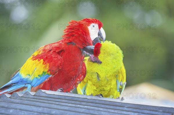 Military macaw (Ara militaris) and Scarlet Macaw (Ara macao) showing affection, Costa Rica, Central