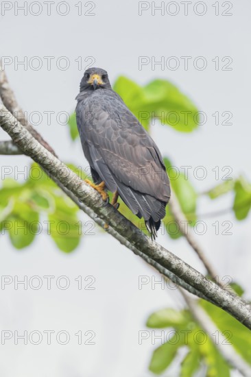 Great black hawk (Urubitinga urubitinga) perched on a tree, Corcovado National Park, Osa Peninsula,