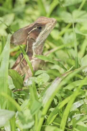 Common basilisk (basiliscus basiliscus), Manuel Antonio National Park, Puntarenas Province, Costa