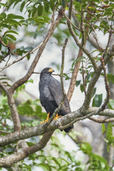 Great black hawk (Urubitinga urubitinga) perched on a tree, Corcovado National Park, Osa Peninsula,