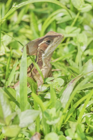 Common basilisk (basiliscus basiliscus), Manuel Antonio National Park, Puntarenas Province, Costa