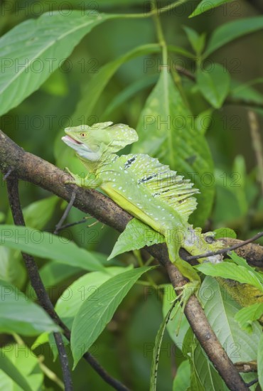 Plumed Basilisk (Basiliscus plumifrons) on a tree branch, Costa Rica, Central America