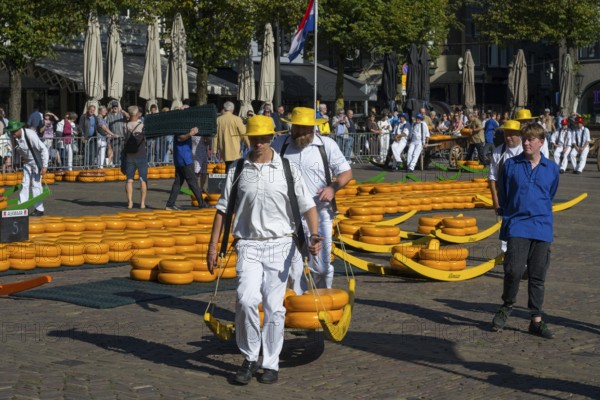 Träger in weißen Anzügen und gelben Hüten tragen Käse auf einem traditionellen Markt unter einer