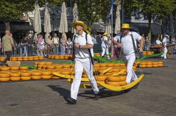 Männer in traditionellen weißen Anzügen tragen Käseräder auf einem überfüllten Markt, Käseträger,