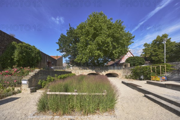Altstadt, historische Stadtbefestigung, Stadtmauer, Burg, Gartenanlage, Bäume, Gewöhnliche Platane