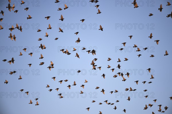 Stare, (Sturnus vulgaris), fliegen bei Sonnenaufgang auf dem Darß, Mecklenburg-Vorpommern,