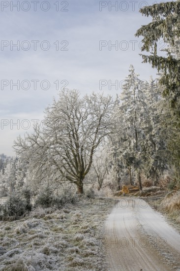 Forest road going through a beautiful landscape with forest, meadows and bushes, white from