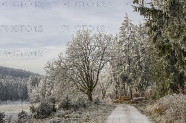 Forest road going through a beautiful landscape with forest, meadows and bushes, white from