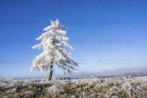 European larch (Larix decidua) with hoarfrost on the branches standing on a meadow on a sunny day
