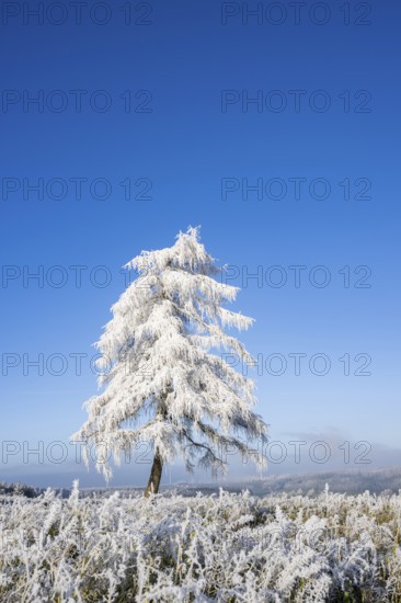 European larch (Larix decidua) with hoarfrost on the branches standing on a meadow on a sunny day
