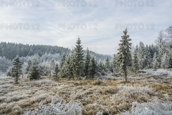 Valley surrounded by a mixed forest with young norway spruce (Picea abies) trees covered white from