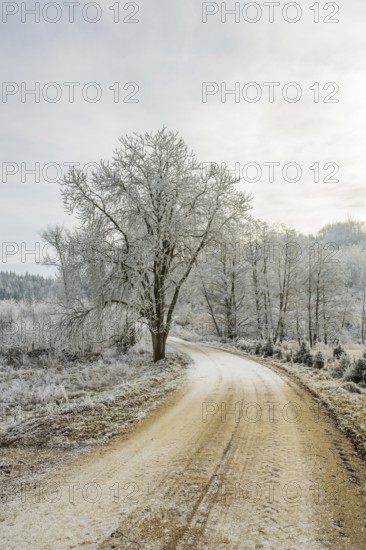 Forest road going through a beautiful landscape with forest, meadows and bushes, white from