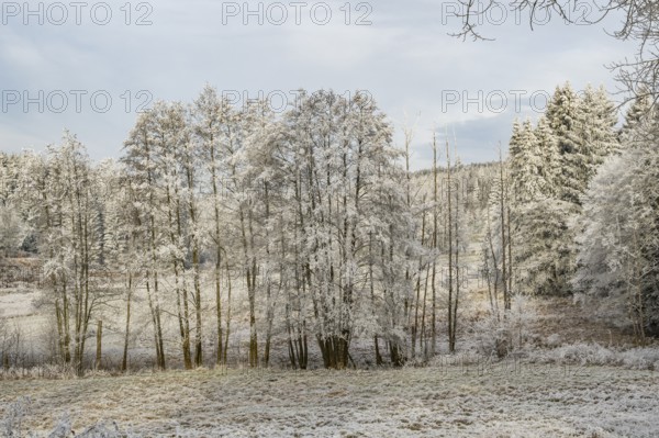 Meadow with a little stream in a valley surrounded by a mixed forest with norway spruce (Picea
