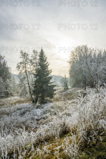Valley surrounded by a mixed forest with young norway spruce (Picea abies) trees covered white from