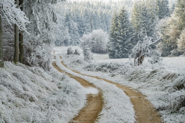 Forest road going through a beautiful landscape with forest, meadows and bushes, white from