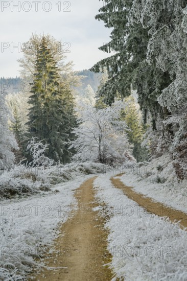 Forest road going through a beautiful landscape with forest, meadows and bushes, white from