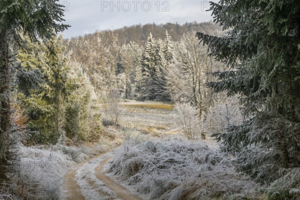Forest road going through a beautiful landscape with forest, meadows and bushes, white from