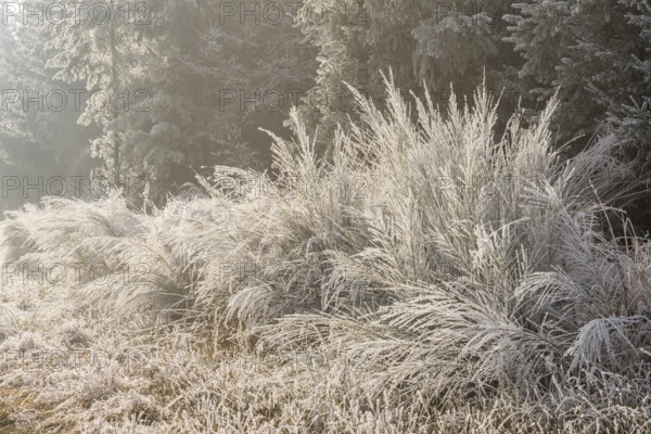Common broom (Cytisus scoparius) growing in a valley beside a forest, white from roarfrost, on a