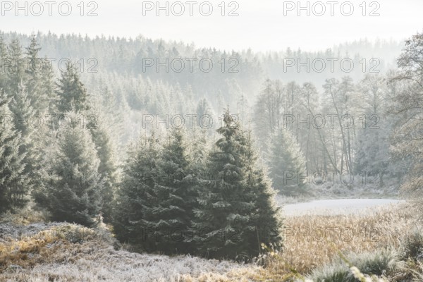 Valley surrounded by a mixed forest with young norway spruce (Picea abies) trees covered white from