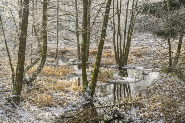 Common alder (Alnus glutinosa) growing in a valley with e litle stream in the middle, white from