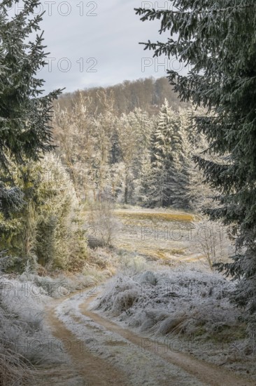 Forest road going through a beautiful landscape with forest, meadows and bushes, white from